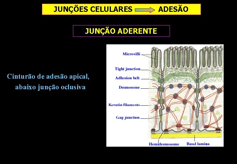 JUNÇÕES CELULARES JUNÇÃO ADERENTE Cinturão de adesão apical, abaixo junção oclusiva ADESÃO JUNÇÕES CELULARES JUNÇÃO ADERENTE Cinturão de adesão apical, abaixo junção oclusiva ADESÃO