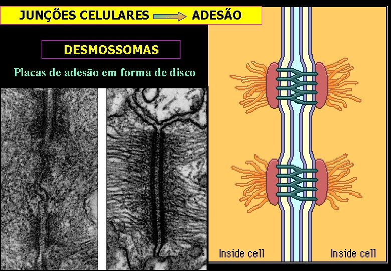 JUNÇÕES CELULARES ADESÃO DESMOSSOMAS Placas de adesão em forma de disco JUNÇÕES CELULARES ADESÃO DESMOSSOMAS Placas de adesão em forma de disco