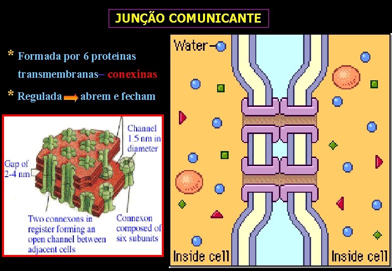 JUNÇÃO COMUNICANTE * Formada por 6 proteínas transmembranas– conexinas * Regulada abrem e fecham JUNÇÃO COMUNICANTE * Formada por 6 proteínas transmembranas– conexinas * Regulada abrem e fecham