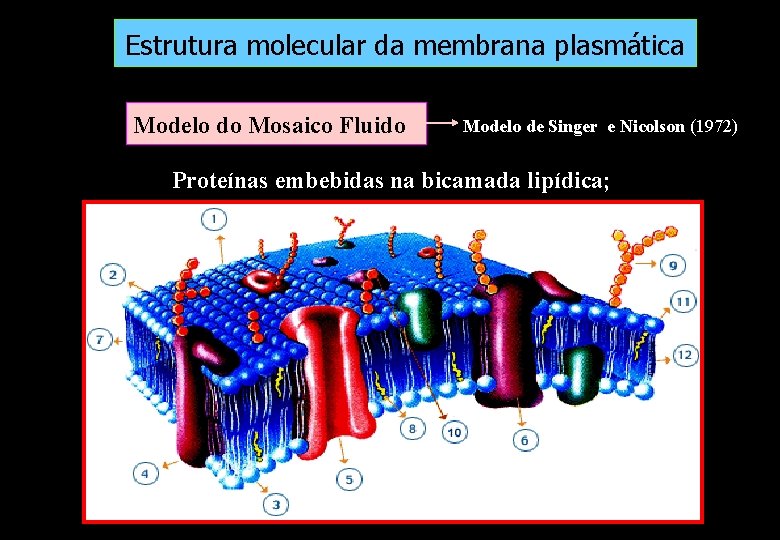 Estrutura molecular da membrana plasmática Modelo do Mosaico Fluido Modelo de Singer e Nicolson Estrutura molecular da membrana plasmática Modelo do Mosaico Fluido Modelo de Singer e Nicolson