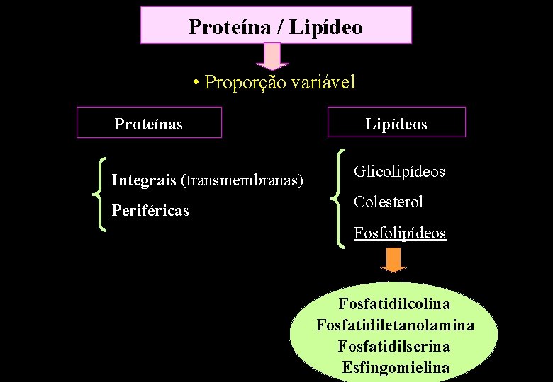 Proteína / Lipídeo • Proporção variável Proteínas Lipídeos Integrais (transmembranas) Glicolipídeos Periféricas Colesterol Fosfolipídeos Proteína / Lipídeo • Proporção variável Proteínas Lipídeos Integrais (transmembranas) Glicolipídeos Periféricas Colesterol Fosfolipídeos