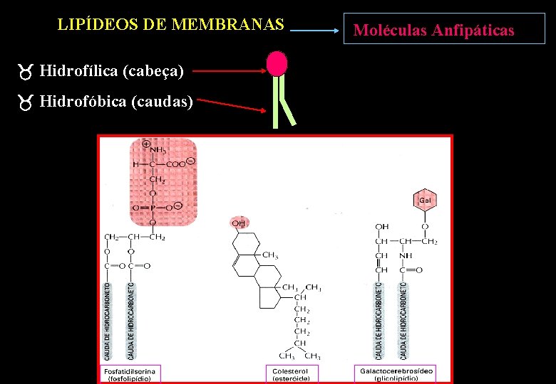 LIPÍDEOS DE MEMBRANAS Hidrofílica (cabeça) Hidrofóbica (caudas) Moléculas Anfipáticas LIPÍDEOS DE MEMBRANAS Hidrofílica (cabeça) Hidrofóbica (caudas) Moléculas Anfipáticas