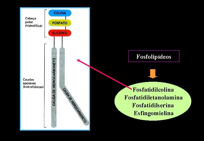 Fosfolipídeos Fosfatidilcolina Fosfatidiletanolamina Fosfatidilserina Esfingomielina Fosfolipídeos Fosfatidilcolina Fosfatidiletanolamina Fosfatidilserina Esfingomielina