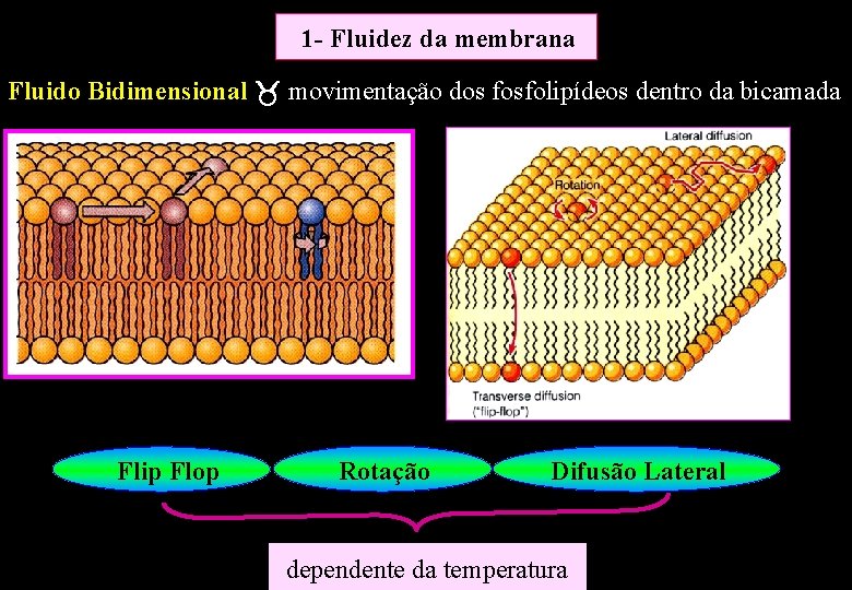 1 - Fluidez da membrana Fluido Bidimensional movimentação dos fosfolipídeos dentro da bicamada Flip 1 - Fluidez da membrana Fluido Bidimensional movimentação dos fosfolipídeos dentro da bicamada Flip