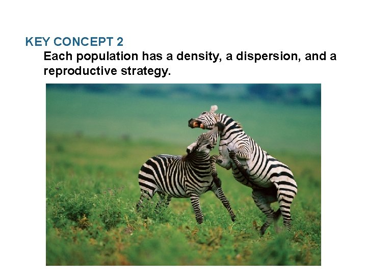 KEY CONCEPT 2 Each population has a density, a dispersion, and a reproductive strategy.