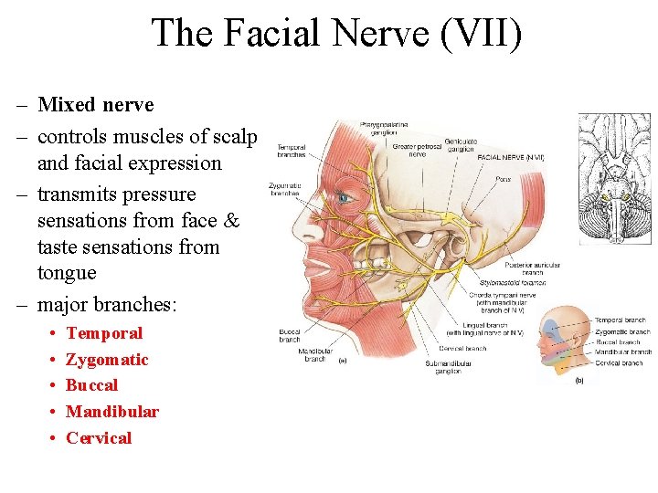 The Facial Nerve (VII) – Mixed nerve – controls muscles of scalp and facial