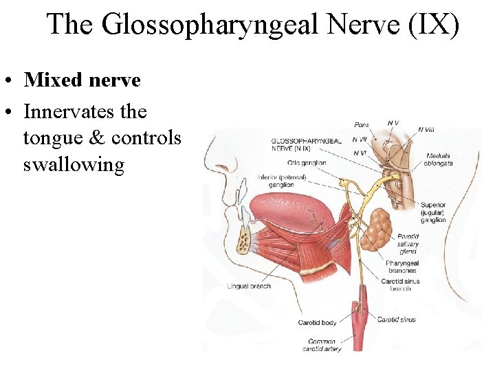 The Glossopharyngeal Nerve (IX) • Mixed nerve • Innervates the tongue & controls swallowing