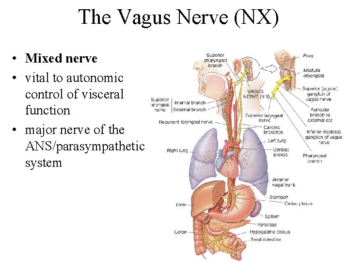 The Vagus Nerve (NX) • Mixed nerve • vital to autonomic control of visceral