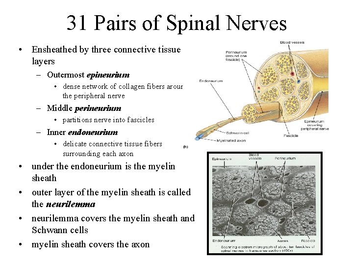 31 Pairs of Spinal Nerves • Ensheathed by three connective tissue layers – Outermost