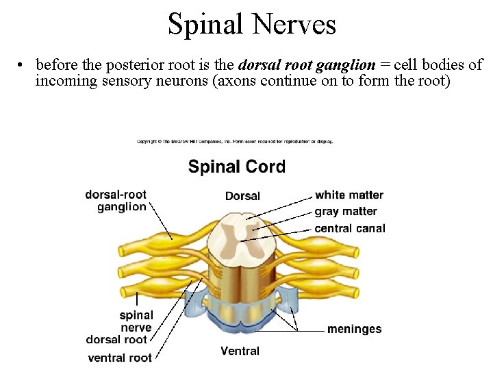 Spinal Nerves • before the posterior root is the dorsal root ganglion = cell