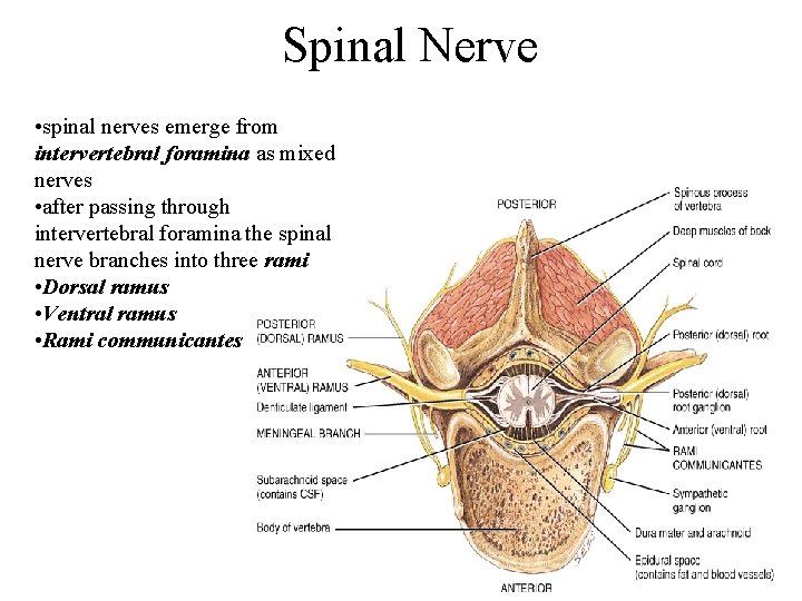 Spinal Nerve • spinal nerves emerge from intervertebral foramina as mixed nerves • after