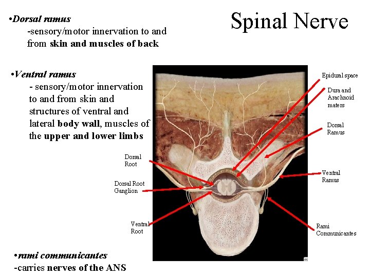  • Dorsal ramus -sensory/motor innervation to and from skin and muscles of back
