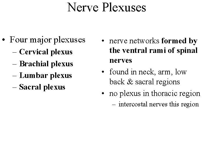 Nerve Plexuses • Four major plexuses – Cervical plexus – Brachial plexus – Lumbar