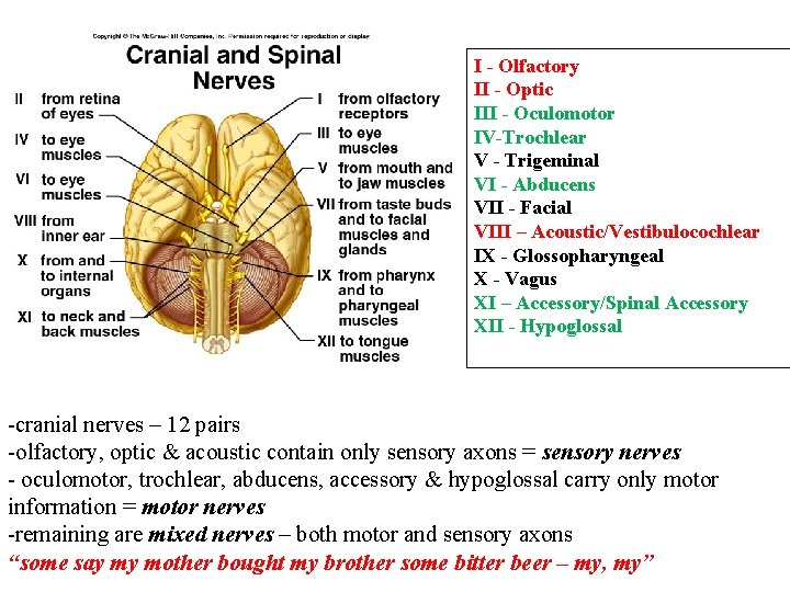 I - Olfactory II - Optic III - Oculomotor IV-Trochlear V - Trigeminal VI