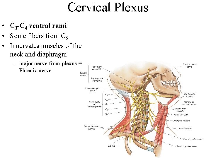 Cervical Plexus • C 1 -C 4 ventral rami • Some fibers from C