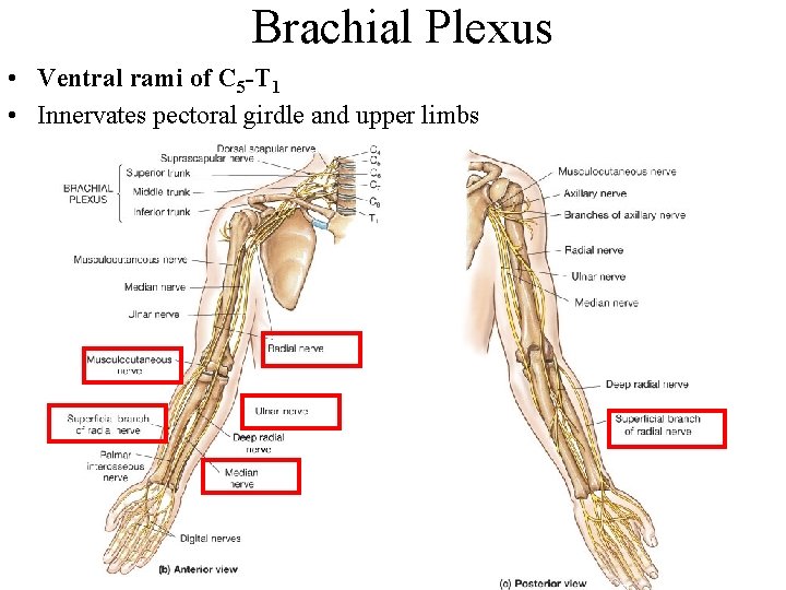 Brachial Plexus • Ventral rami of C 5 -T 1 • Innervates pectoral girdle