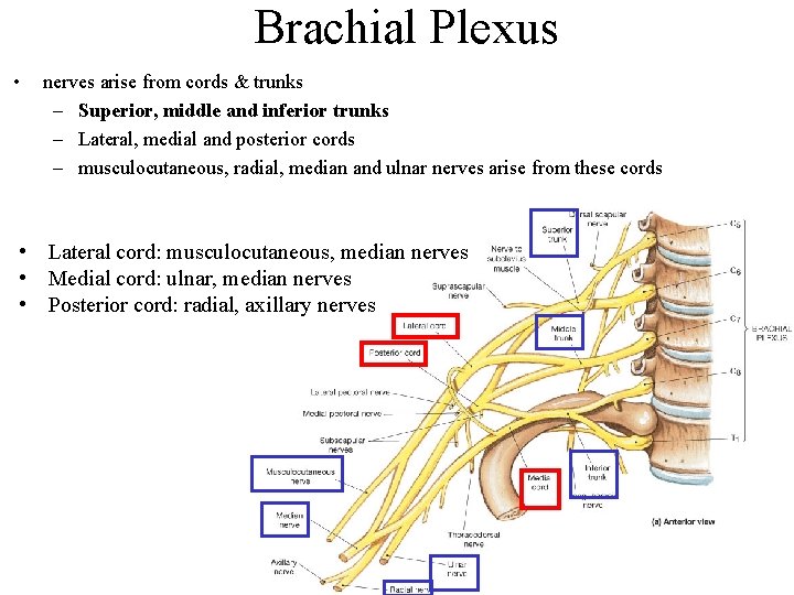 Brachial Plexus • nerves arise from cords & trunks – Superior, middle and inferior
