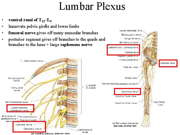 Lumbar Plexus • • ventral rami of T 12–L 4 Innervate pelvic girdle and