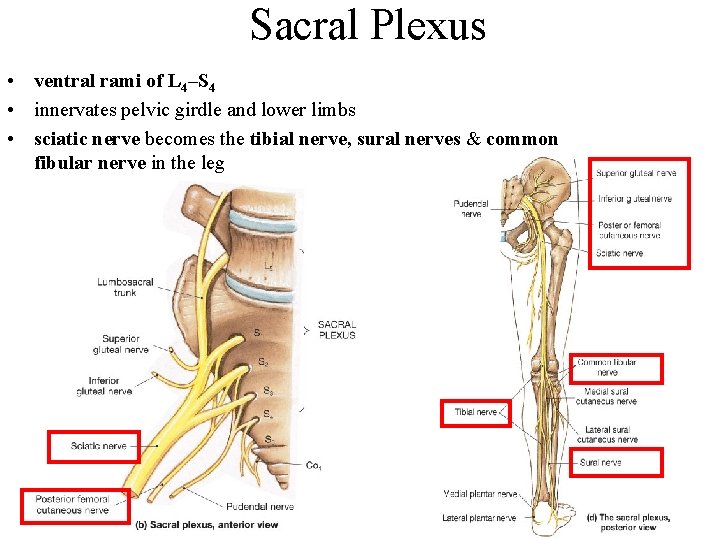 Sacral Plexus • ventral rami of L 4–S 4 • innervates pelvic girdle and