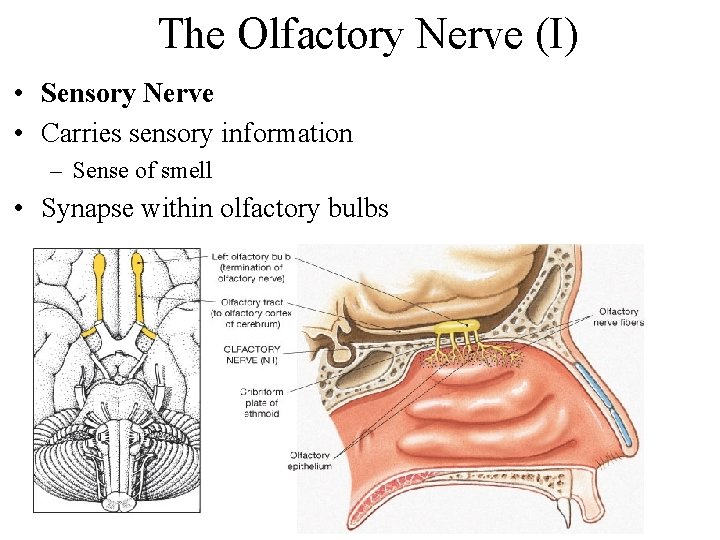 The Olfactory Nerve (I) • Sensory Nerve • Carries sensory information – Sense of
