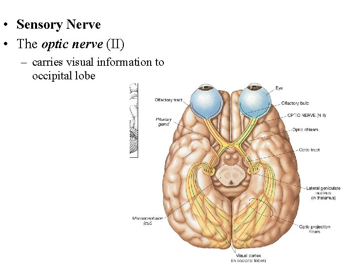 • Sensory Nerve • The optic nerve (II) – carries visual information to
