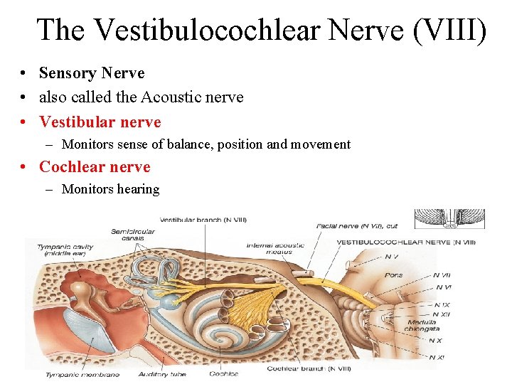 The Vestibulocochlear Nerve (VIII) • Sensory Nerve • also called the Acoustic nerve •