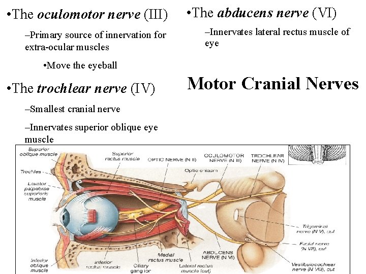  • The oculomotor nerve (III) –Primary source of innervation for extra-ocular muscles •