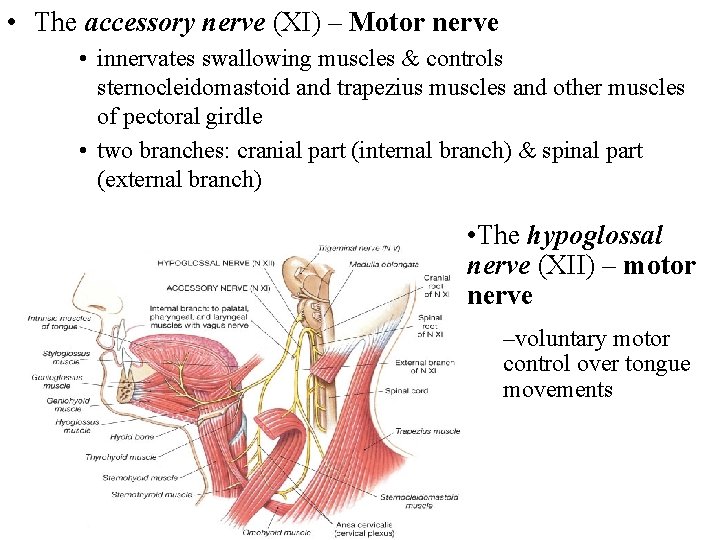  • The accessory nerve (XI) – Motor nerve • innervates swallowing muscles &