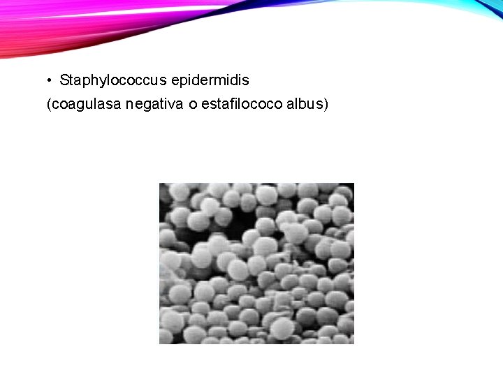  • Staphylococcus epidermidis (coagulasa negativa o estafilococo albus) 