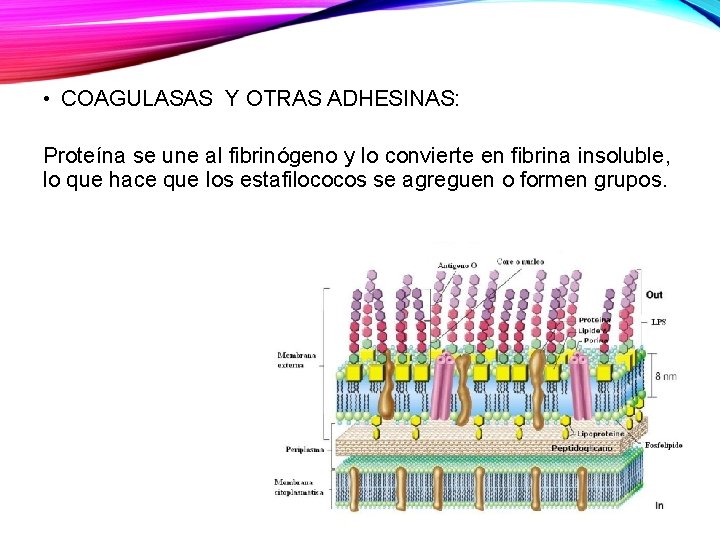  • COAGULASAS Y OTRAS ADHESINAS: Proteína se une al fibrinógeno y lo convierte