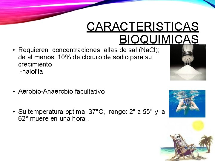 CARACTERISTICAS BIOQUIMICAS • Requieren concentraciones altas de sal (Na. Cl); de al menos 10%