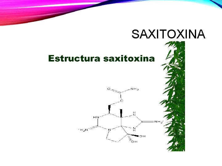 SAXITOXINA 