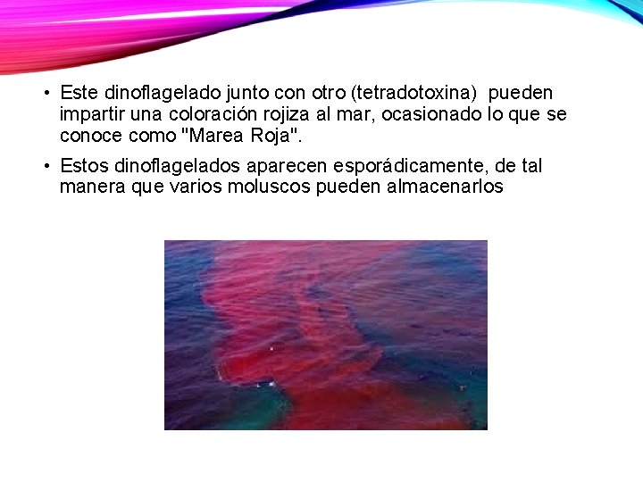  • Este dinoflagelado junto con otro (tetradotoxina) pueden impartir una coloración rojiza al