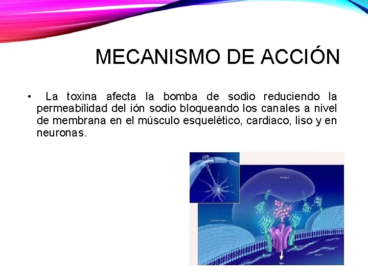 MECANISMO DE ACCIÓN • La toxina afecta la bomba de sodio reduciendo la permeabilidad