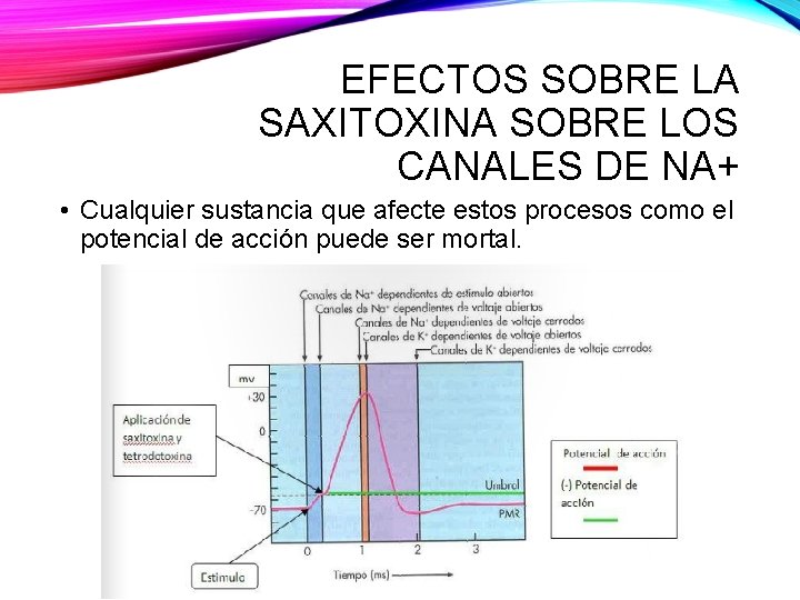 EFECTOS SOBRE LA SAXITOXINA SOBRE LOS CANALES DE NA+ • Cualquier sustancia que afecte