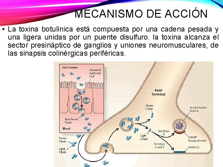 MECANISMO DE ACCIÓN • La toxina botulínica está compuesta por una cadena pesada y