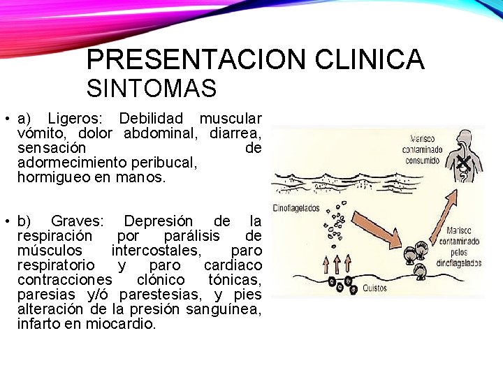 PRESENTACION CLINICA SINTOMAS • a) Ligeros: Debilidad muscular vómito, dolor abdominal, diarrea, sensación de