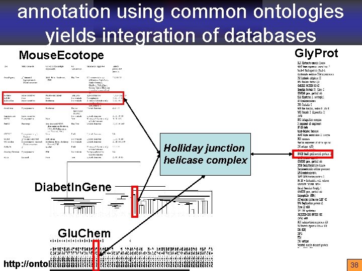 annotation using common ontologies yields integration of databases Gly. Prot Mouse. Ecotope Holliday junction