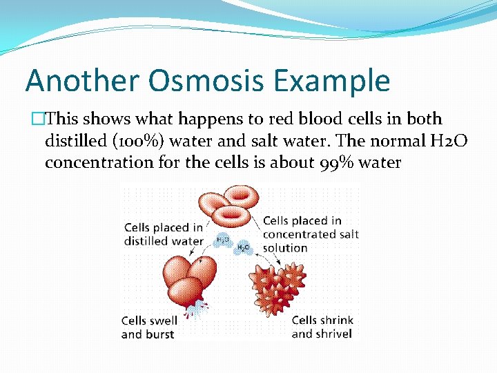 Another Osmosis Example �This shows what happens to red blood cells in both distilled