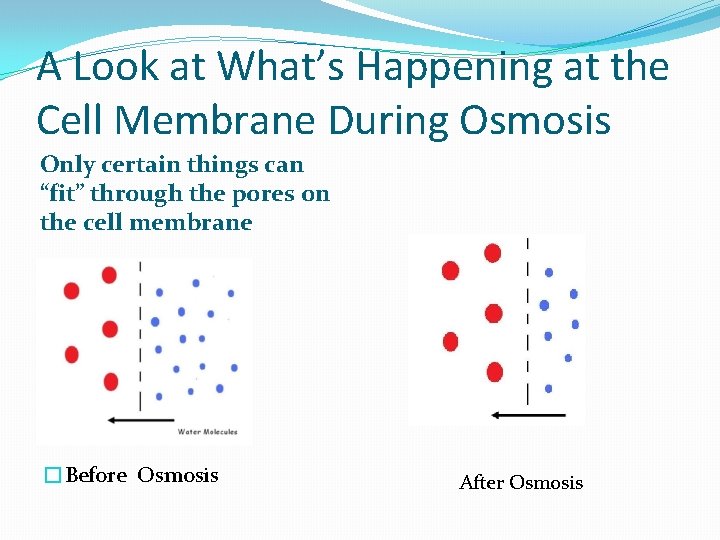 A Look at What’s Happening at the Cell Membrane During Osmosis Only certain things