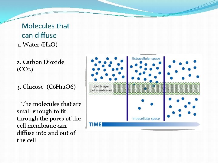 Molecules that can diffuse 1. Water (H 2 O) 2. Carbon Dioxide (CO 2)
