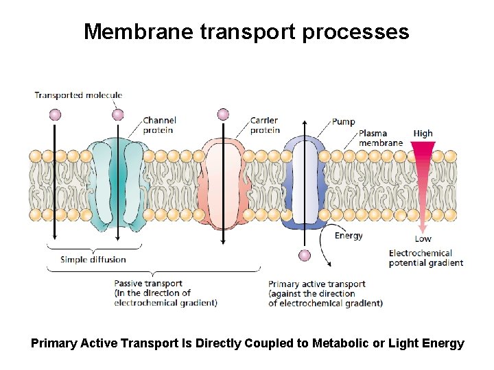Membrane transport processes Primary Active Transport Is Directly Coupled to Metabolic or Light Energy