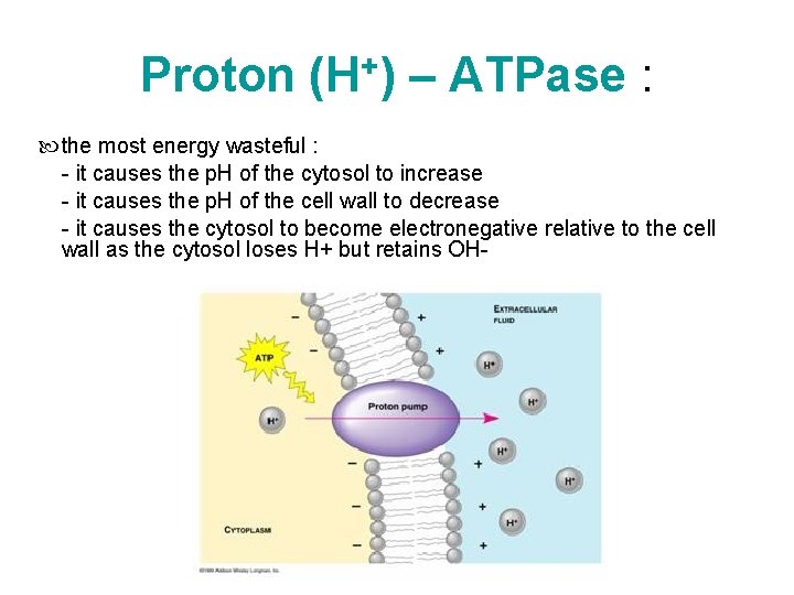 Proton (H+) – ATPase : the most energy wasteful : - it causes the