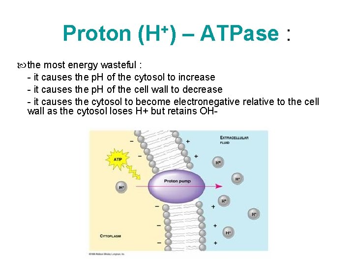 Proton (H+) – ATPase : the most energy wasteful : - it causes the Proton (H+) – ATPase : the most energy wasteful : - it causes the