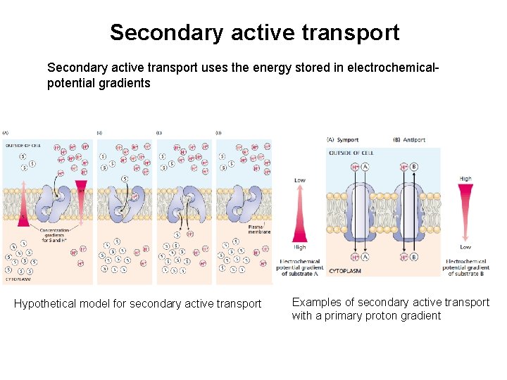 Secondary active transport uses the energy stored in electrochemicalpotential gradients Hypothetical model for secondary