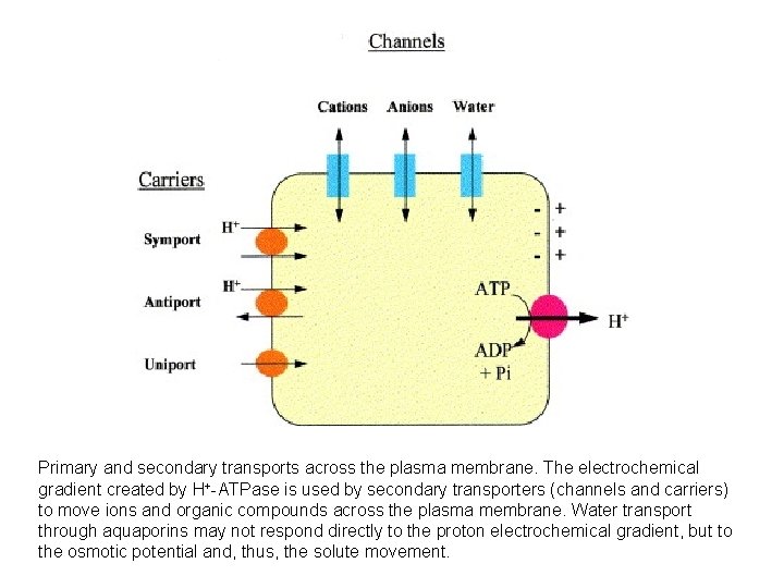 Primary and secondary transports across the plasma membrane. The electrochemical gradient created by H+-ATPase
