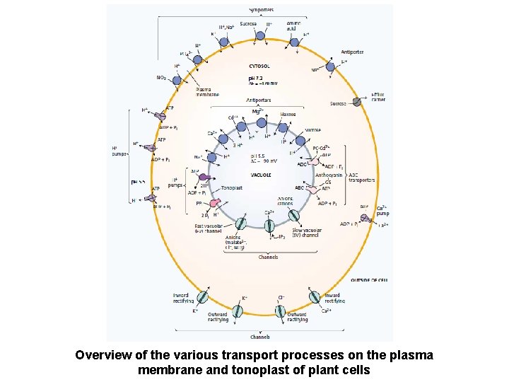 Overview of the various transport processes on the plasma membrane and tonoplast of plant