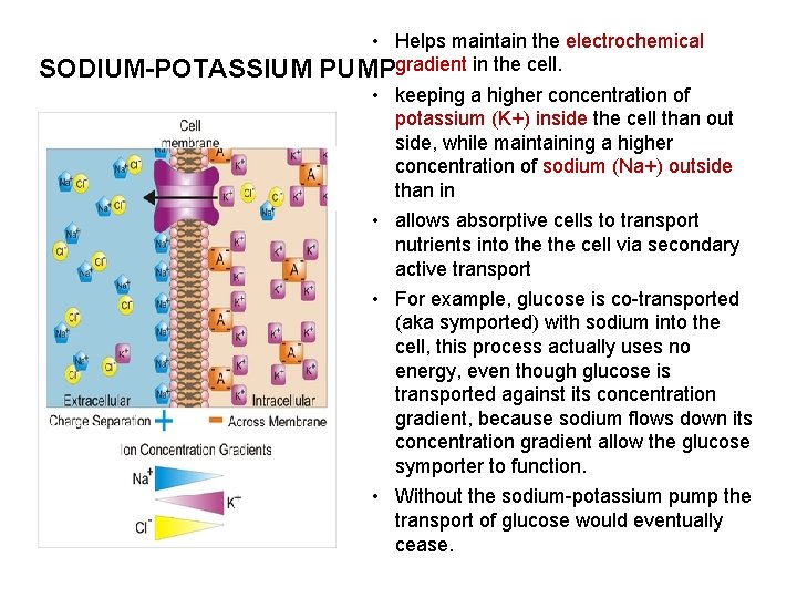 SODIUM-POTASSIUM • Helps maintain the electrochemical PUMPgradient in the cell. • keeping a higher