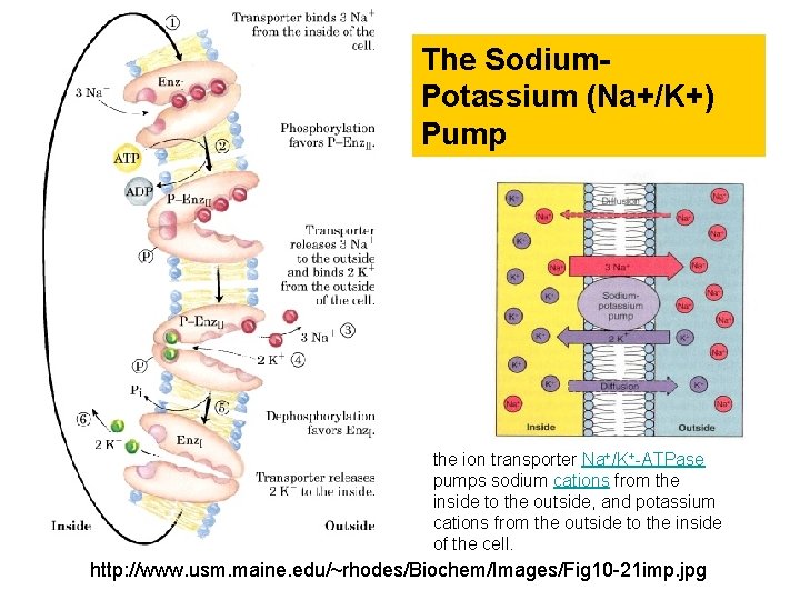 The Sodium. Potassium (Na+/K+) Pump the ion transporter Na+/K+-ATPase pumps sodium cations from the