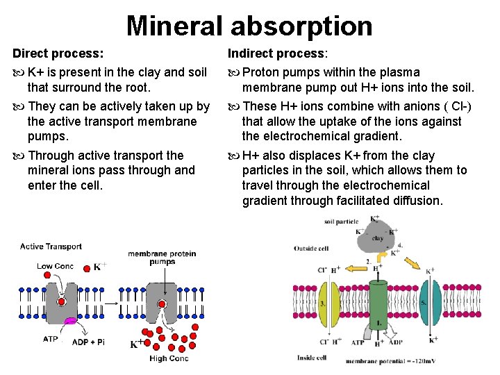 Mineral absorption Direct process: Indirect process: K+ is present in the clay and soil